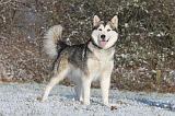 ALASKAN MALAMUTE 071